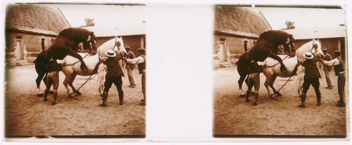 Saillie chevaux la - saillie, à