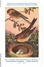 ATAP14-0968-OISEAUX - Musée royal d'histoire naturelle de belgique - Sizerin