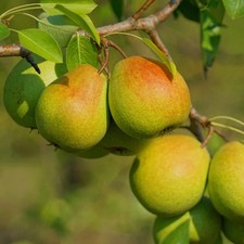 Poirier ancien 'Beurré Royal'