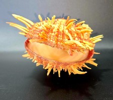 Véritable Coquillage Spondyle