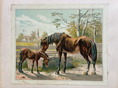 Ancien grand chromo - ancien,