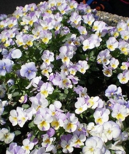 Violette cornue blanc - cornue, 'blanc