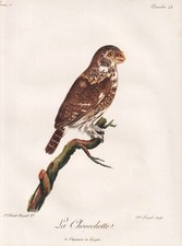 Sperlingskauz Pygmée Owl