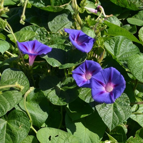 Graines fleurs ipomée - 50,