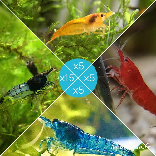 Lot crevettes 15 - lot,