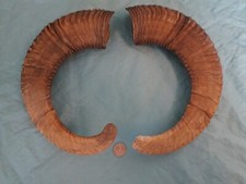 Pair of Mouflon Mountain Sheep 22" Horns European Alpine Ram