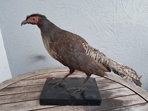 Taxidermie faisan - taxidermie,