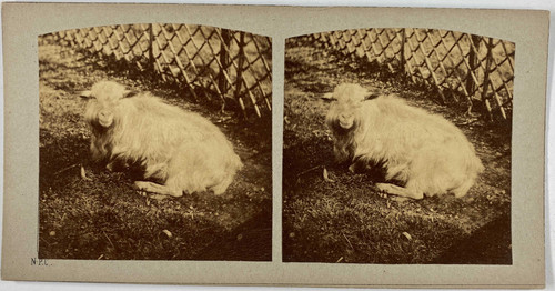 Stéréo paris ménagerie du - stéréo,,