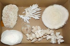 Lot de Coraux anciens