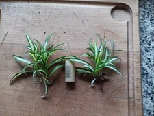 Chlorophyrum Plante Araignée