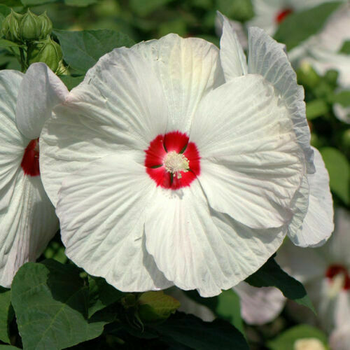 Hibiscus moscheutos blanc - moscheutos, blanc,