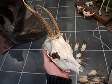 Crâne de chevreuil #833