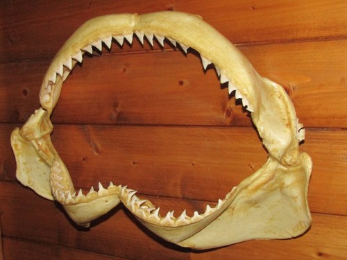 Grosse mâchoire requin - mâchoire, de