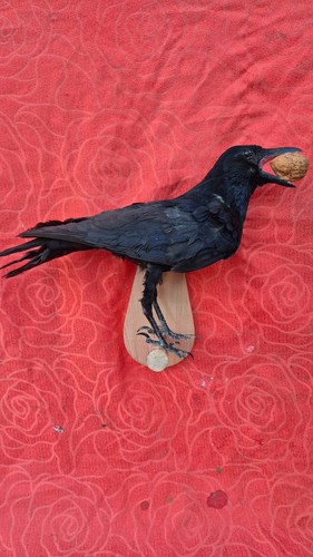 Taxidermie oiseau - -,