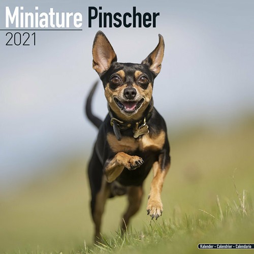 Calendrier 2021 pinscher - calendrier,