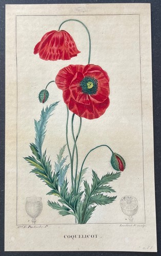 Flore médicale coquelicot - médicale,