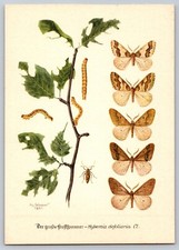 1951 Postcard Hibernia Defoliaria Illustration Moth Larvae - Stuttgart, Germany