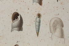 MOLLUSCS engraving animal kingdom CUVIER 1838 jersey shot strophostome