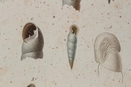 Mollusques gravure règne - mollusques,