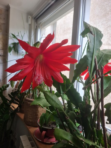 Plante intérieur pot - plante, en