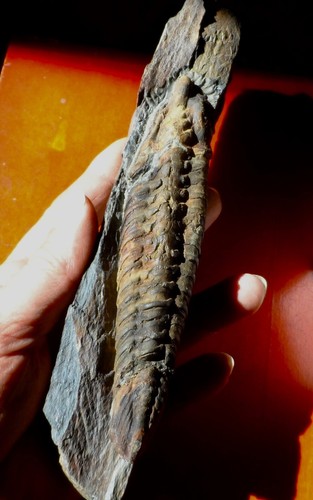 Trilobite ordovicien - trilobite, de