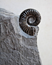 Fossile Ammonite du Toarcien
