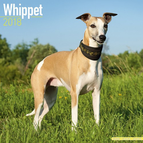 Calendrier 2018 whippet - 2018,
