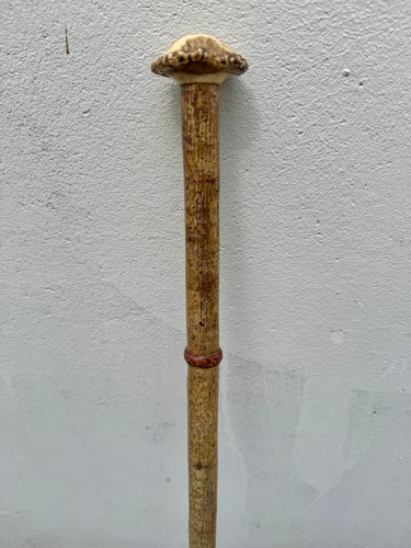 Canne ancienne cane bois - canne,