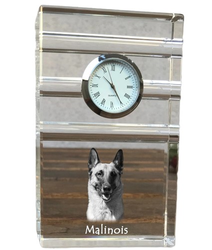 Malinois chien berger belge - malinois,