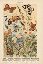 Papillons Caterpillar