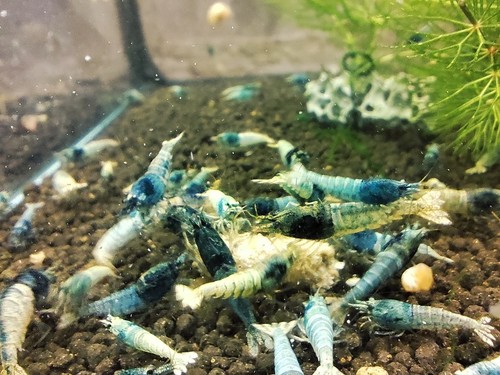 Crevettes blue steel - steel, caridina