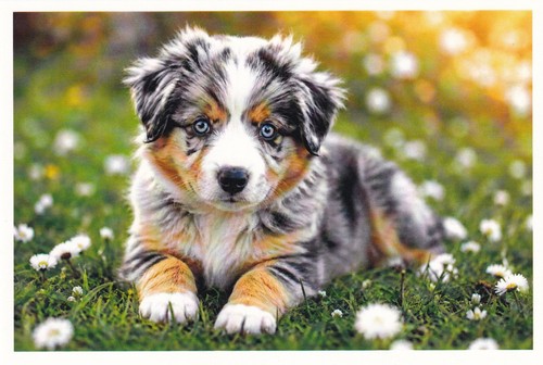 Carte postale chiot berger - postale,