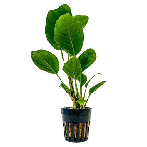 Plante aquarium anubias - plante,