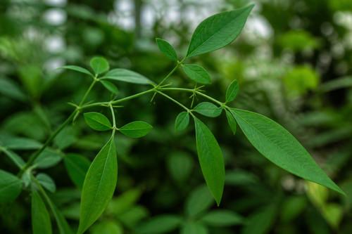 Codariocalyx motorius 25 - codariocalyx,