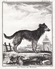 Chien Berger Cuivre Gravure