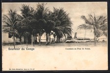 CPA Congo Belge, Cocotiers au