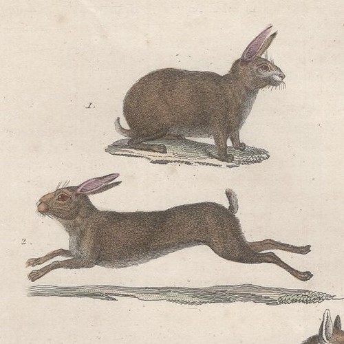 Lapin lièvre renard - lièvre,