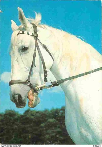 Postcard animals horses - -,