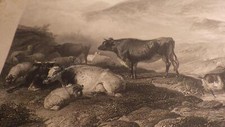1850.cattle early morning