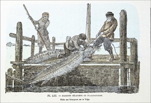 Russie pêche des - -,