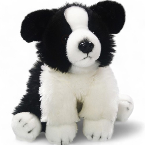 Carl dick border collie chien - border,