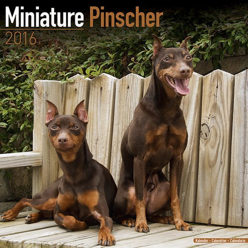 Calendrier 2016 pinscher - 2016,