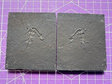 Reptile marin-Fossil de