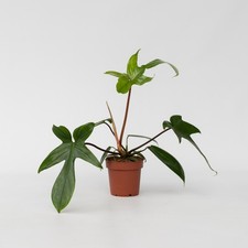 Plante verte - Philodendron 'Florida Green' - Hauteur 20-30cm - ⌀12cm