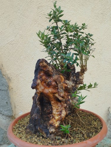 Bonsaï olivier 23 cm - bonsaï,
