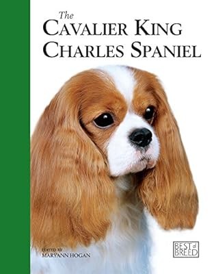 Cavalier king charles spaniel - king,