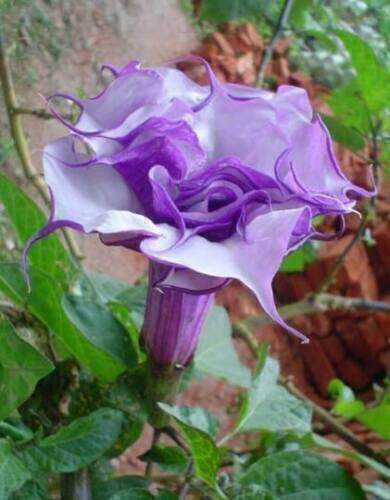 Double lila datura metel - double,