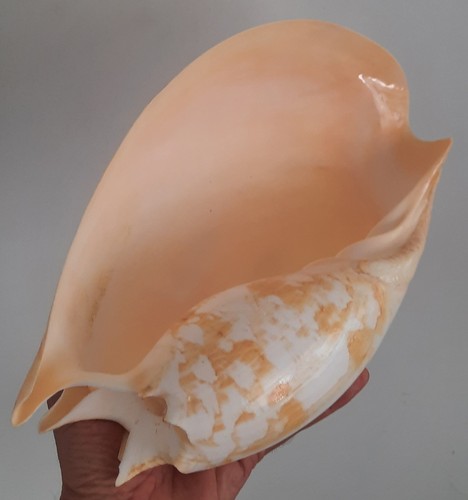Curiosité taxidermie - curiosité, ,