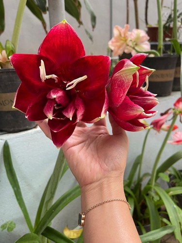 Pretty imported double - pretty,