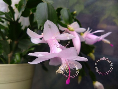 Bouture cutting schlumbergera - bouture,